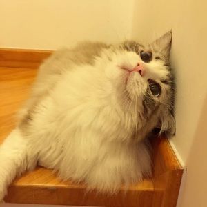 Meet your Posher, Sylvia